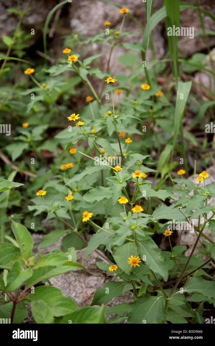 Oppositeleaf Spotflower, Opposite-Leaved Para Cress, Spotflower, Acmella oppositifolia, Asteracea. A Yellow Daisy, Uxmal, Mexico Stock Photo