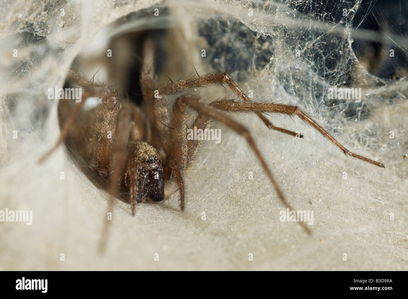 House spider Tegenaria domestica in tubular retreat Stock Photo