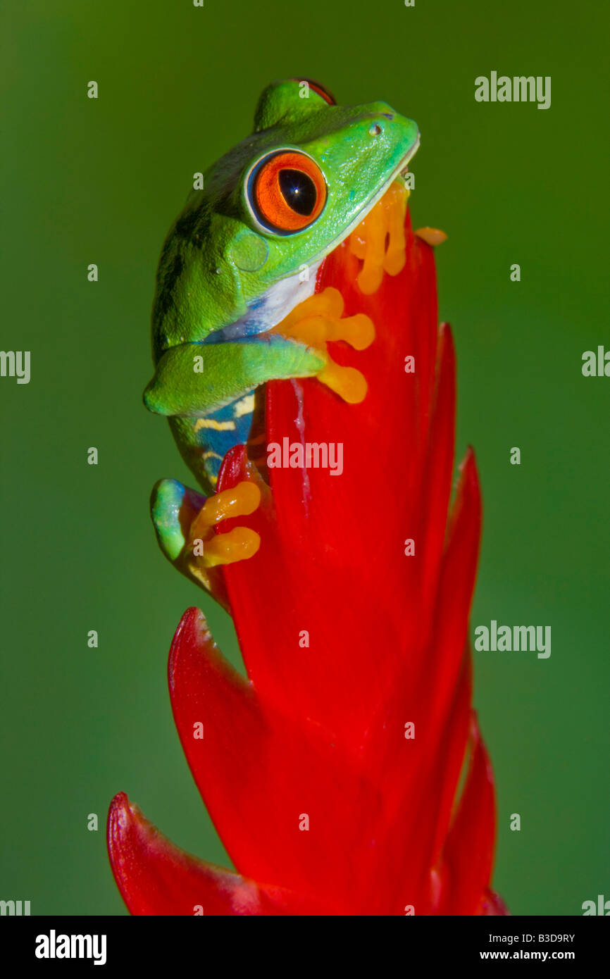 Red eye tree frog, Costa Rica (Agalychnis callidryas Stock Photo Alamy