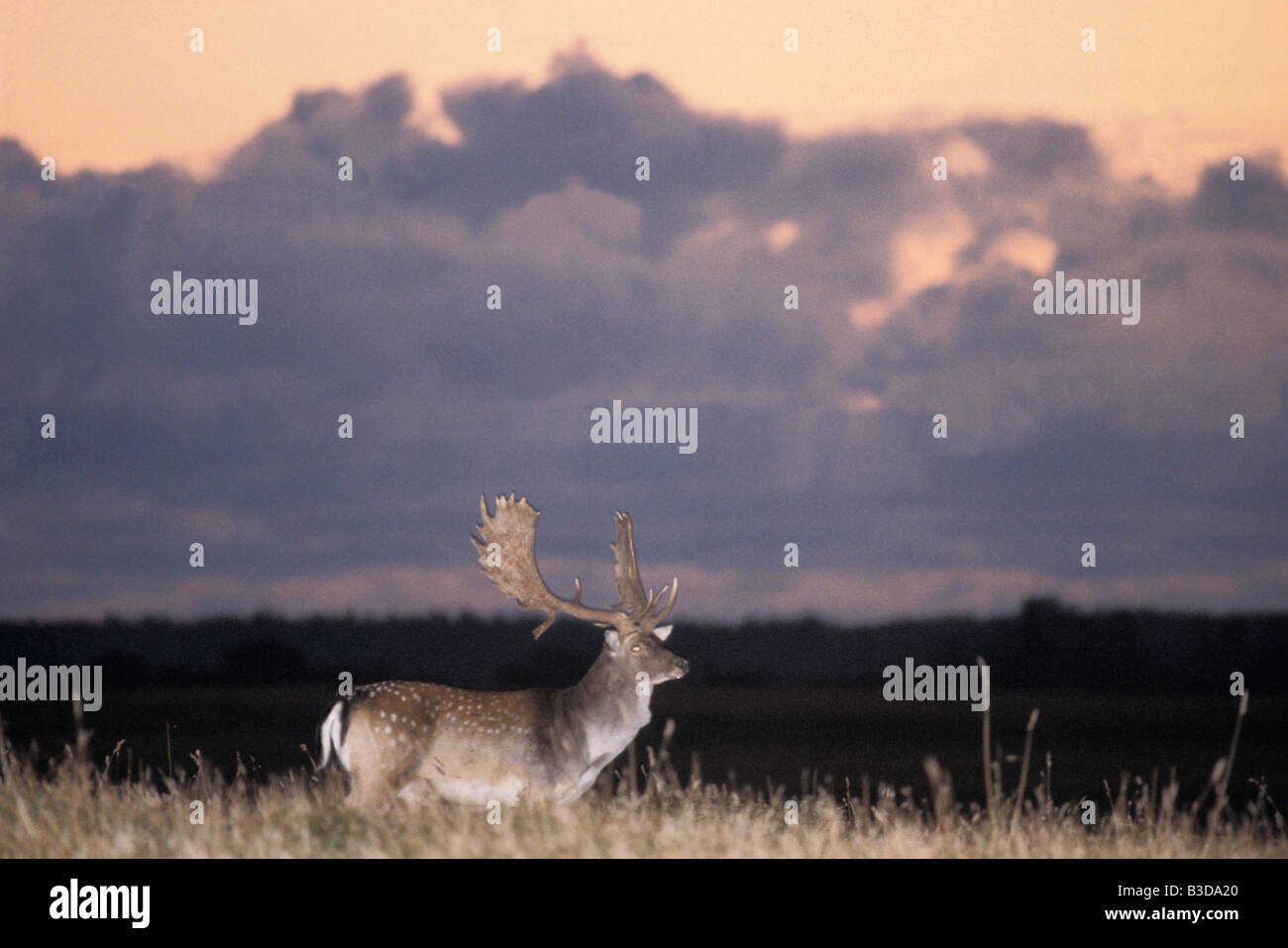 Silhouette de nuit hi-res stock photography and images - Alamy