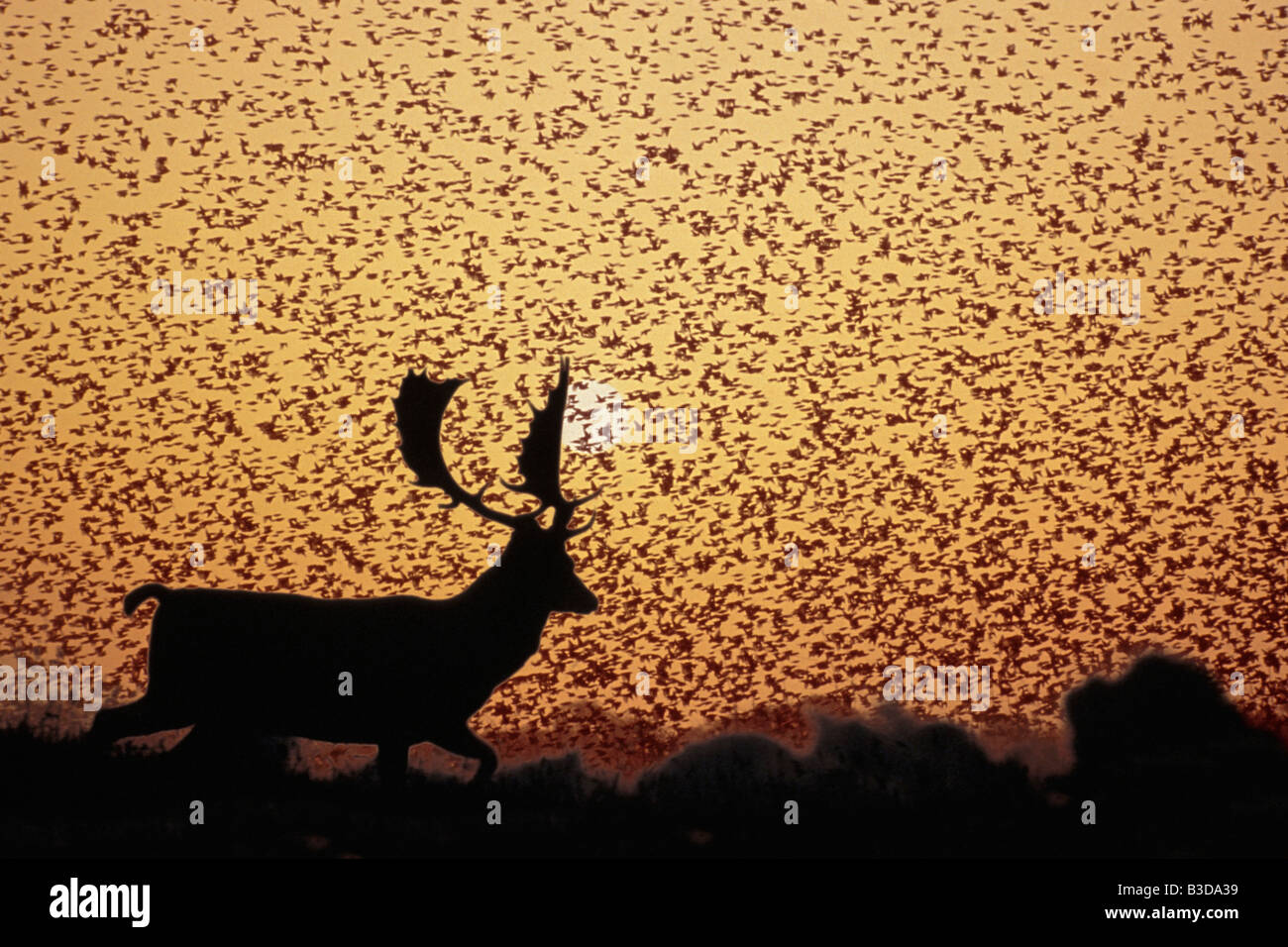 daims Fallow Deer Dama dama MULTITUDES OF COMMON STARLINGS STURNUS VULGARIS FLYING AT SUNSET adult animal animals autumn cloven Stock Photo