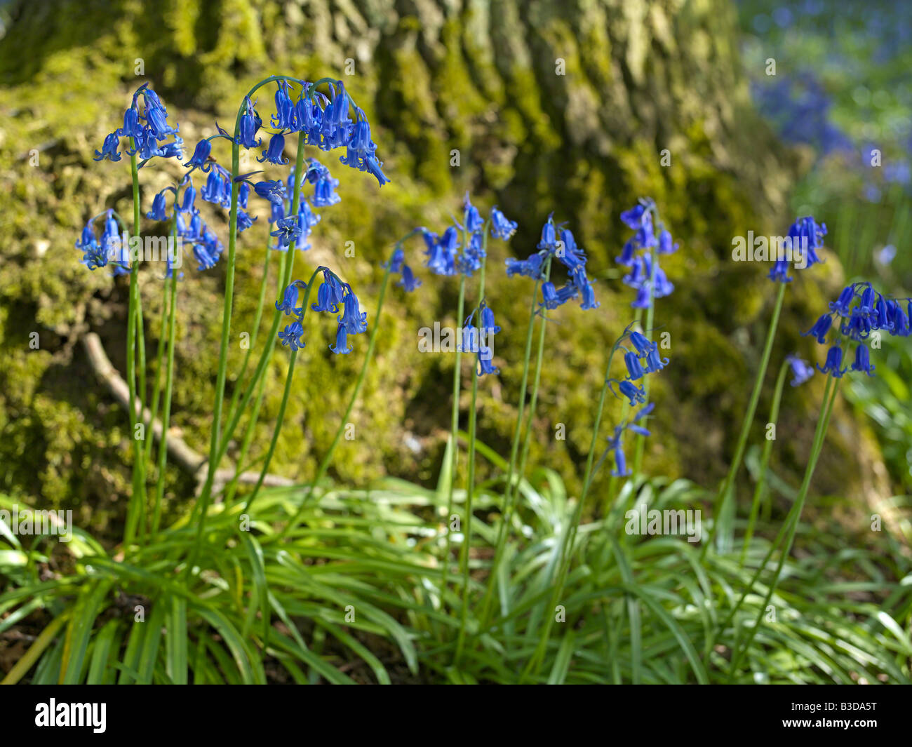 Wild English Bluebells naturalised in Suffolk woodland Stock Photo