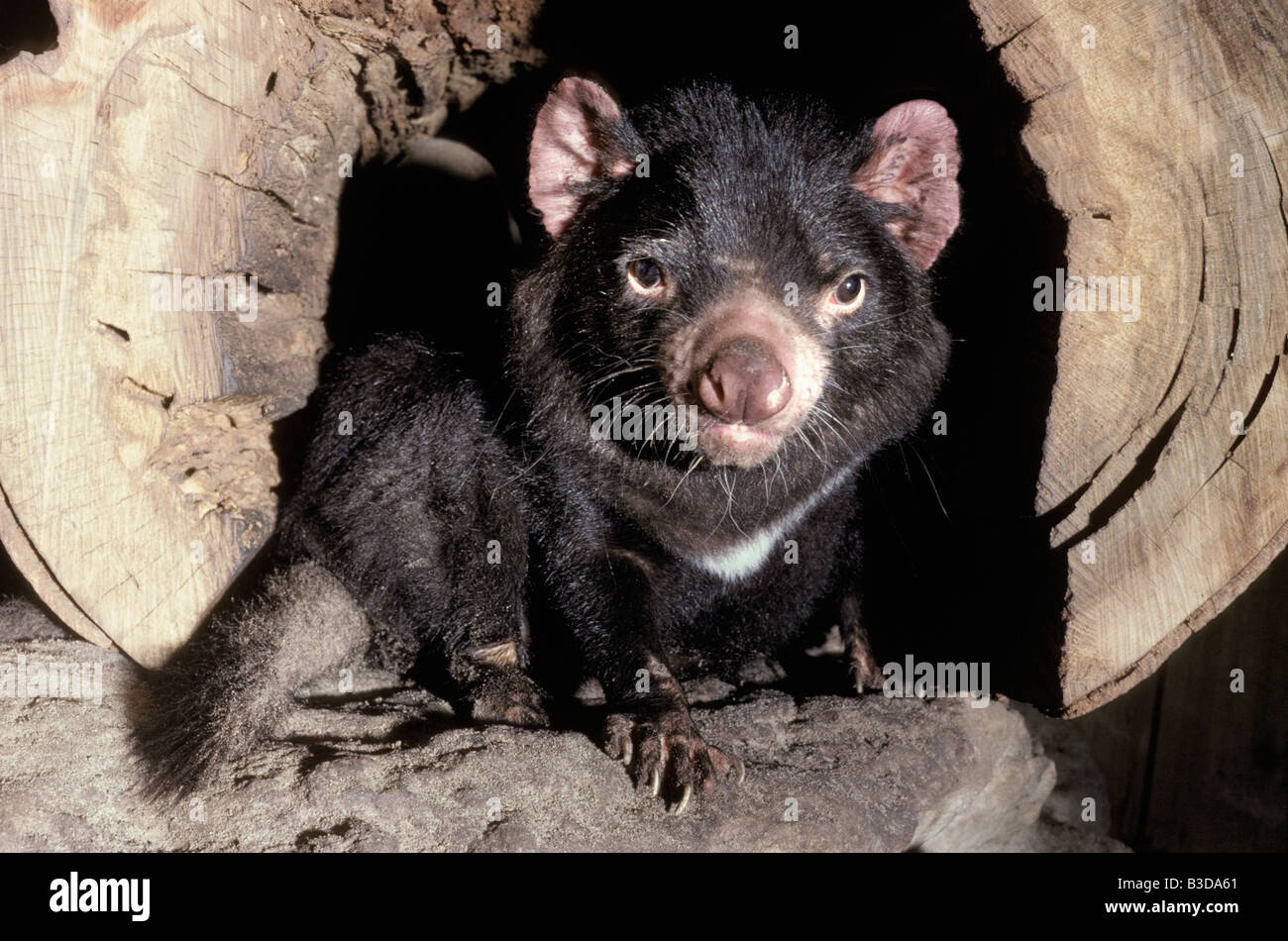 Animal Beutelsaeuger Beuteltier Diable De Tasmanie Mammal Mammalia Marsupial Marsupialia Metatheria Natur Nature Predator Raubbe Stock Photo Alamy