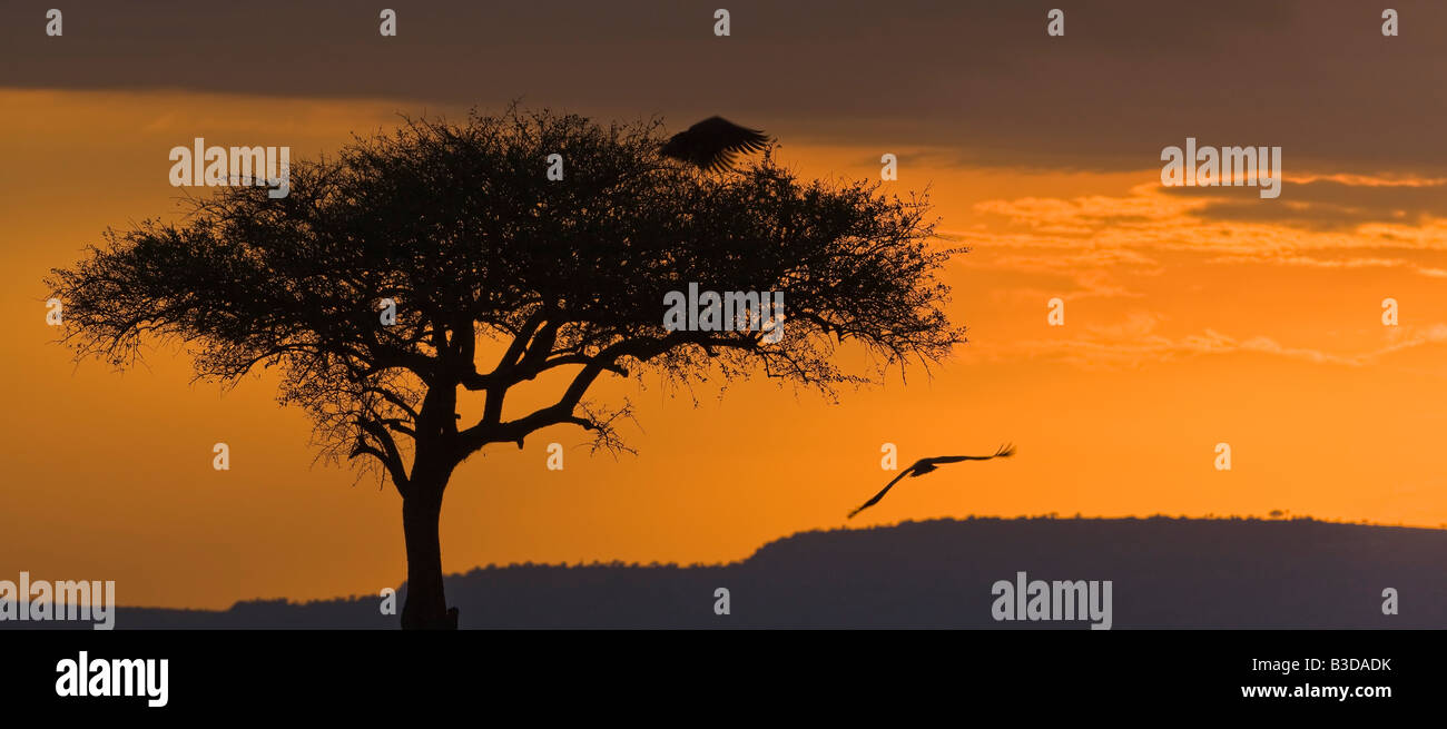 Orange red sunset panorama African Fish Eagles soaring in silhouette beside 1 tall acacia tree and mountain Masai Mara national reserve Kenya Africa Stock Photo