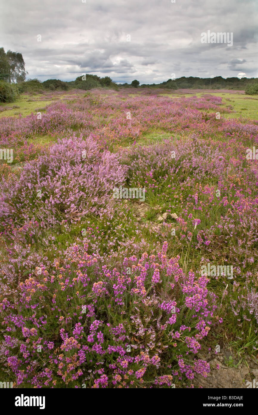 Ling heather new forest hi-res stock photography and images - Alamy