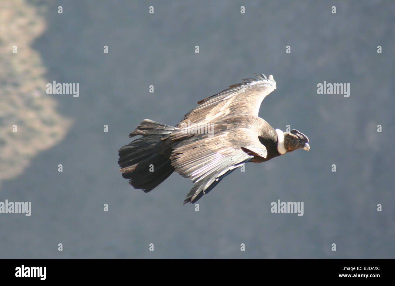 A condor gliding Stock Photo Alamy