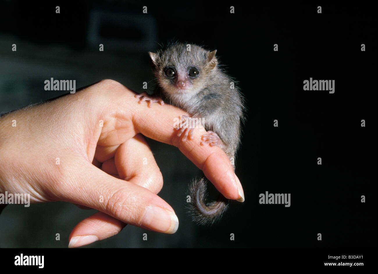 Grey Mouse Lemur Lesser Mouse lemur Microcebus murinus petit microcébe