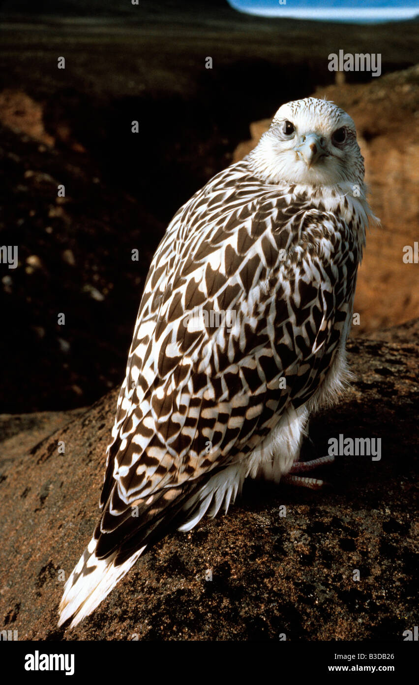 Gyrfalcon Falco rusticolus faucon gerfaut Arctic Arktis Asia Asien Aves Beizvoegel Beizvogel Eurasien Europa Europe Falconiforme Stock Photo