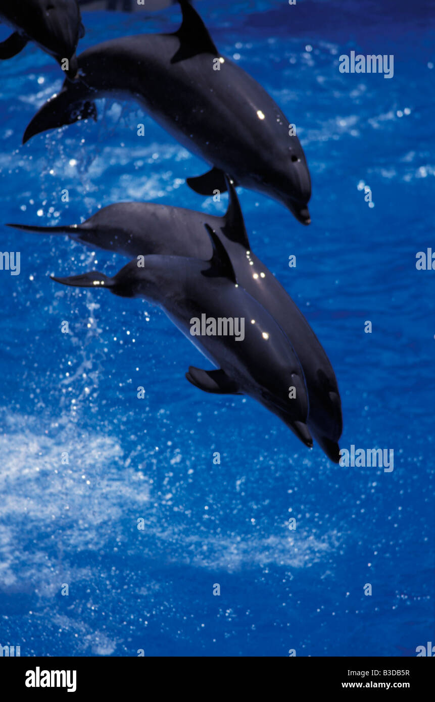 Spotted dolphin jump hi-res stock photography and images - Alamy