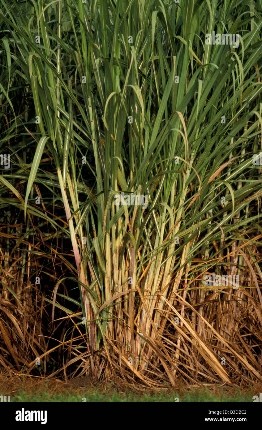 Sugar Cane Crop Dulguigan Flood Plain Tweed Valley Murwillumbah New South Wales Australia Stock Photo
