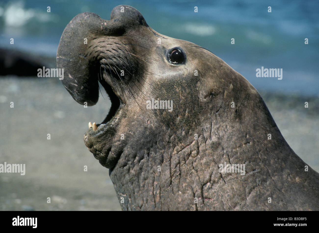 Male elephant de mer Elephant Seal Mirounga angustirostris in challenging pose aggressive San Miguel Island California USA aggre Stock Photo