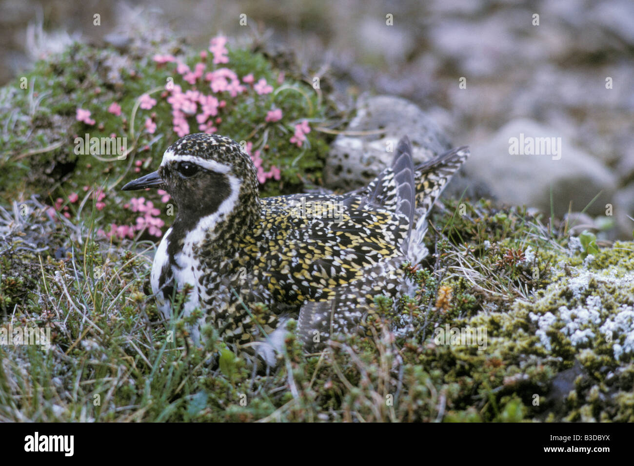 Pluvier Dor Golden Plover Adult And Nest With Eggs Pluvialis Apricaria 