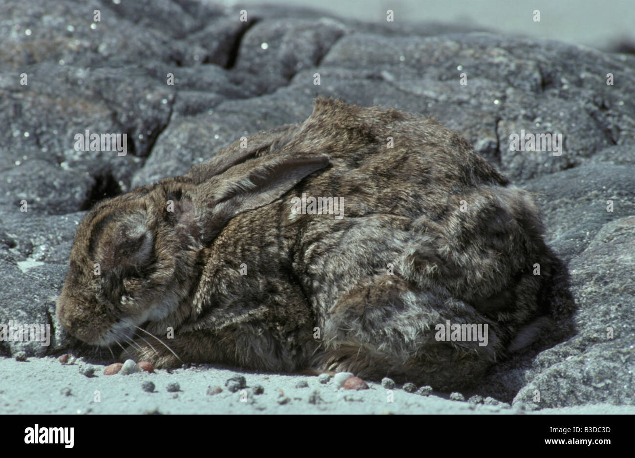 lapin de garenne Wildkaninchen Wild Rabbit Oryctolagus cuniculus with Myxomatosis animals animals pests Australia Australien des Stock Photo