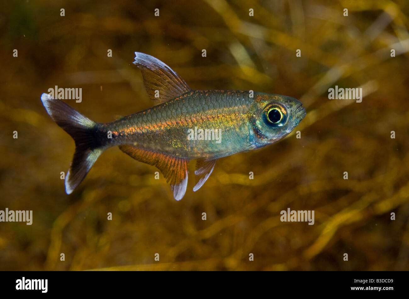 Moenkhausia sp a small tetra part of the Characin family of freshwater fish found throughout Brazil Stock Photo