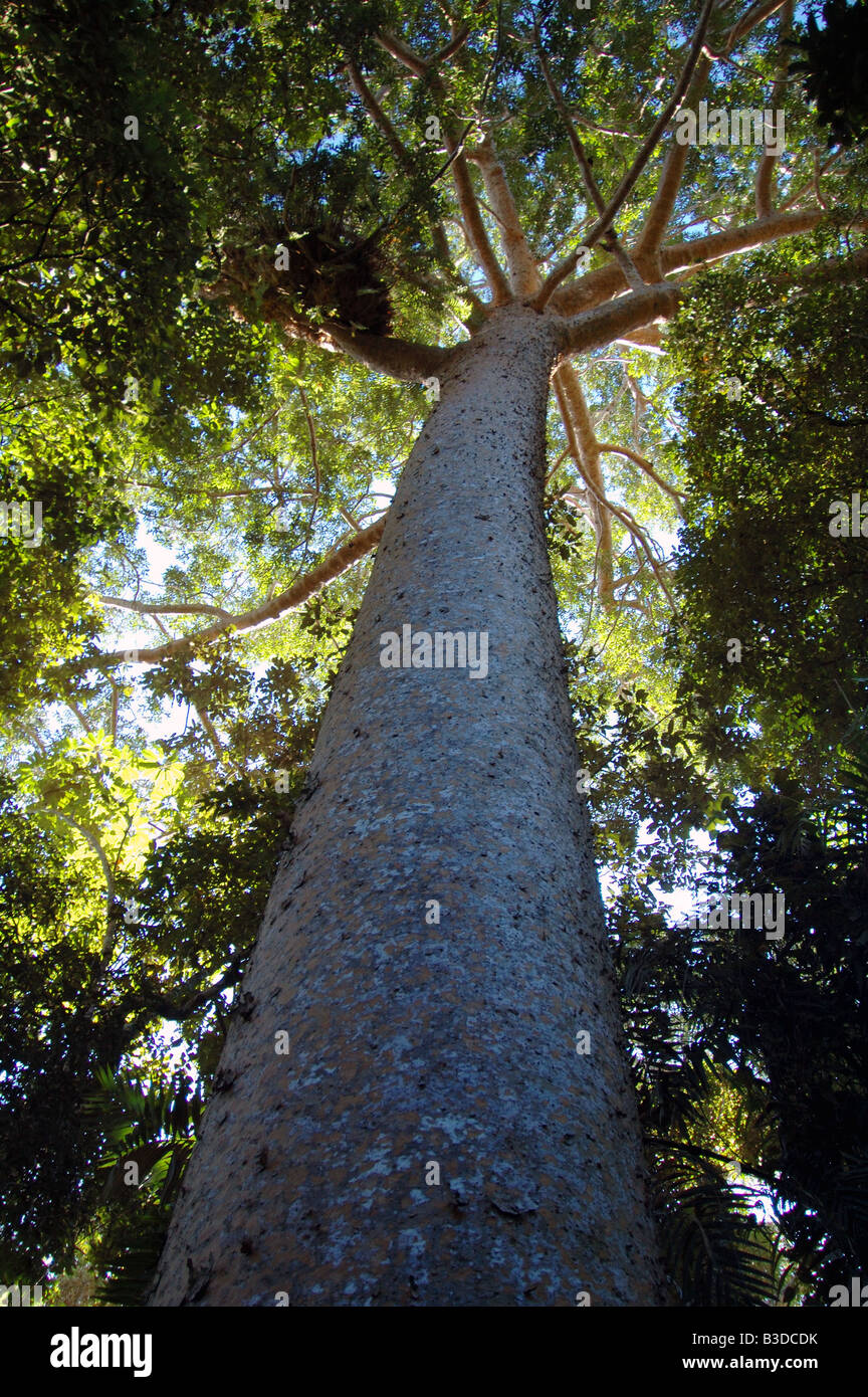 Giant Queensland Kauri pine (Agathis robusta) in the rainforest near Kuranda, Cairns, Queensland, Australia Stock Photo