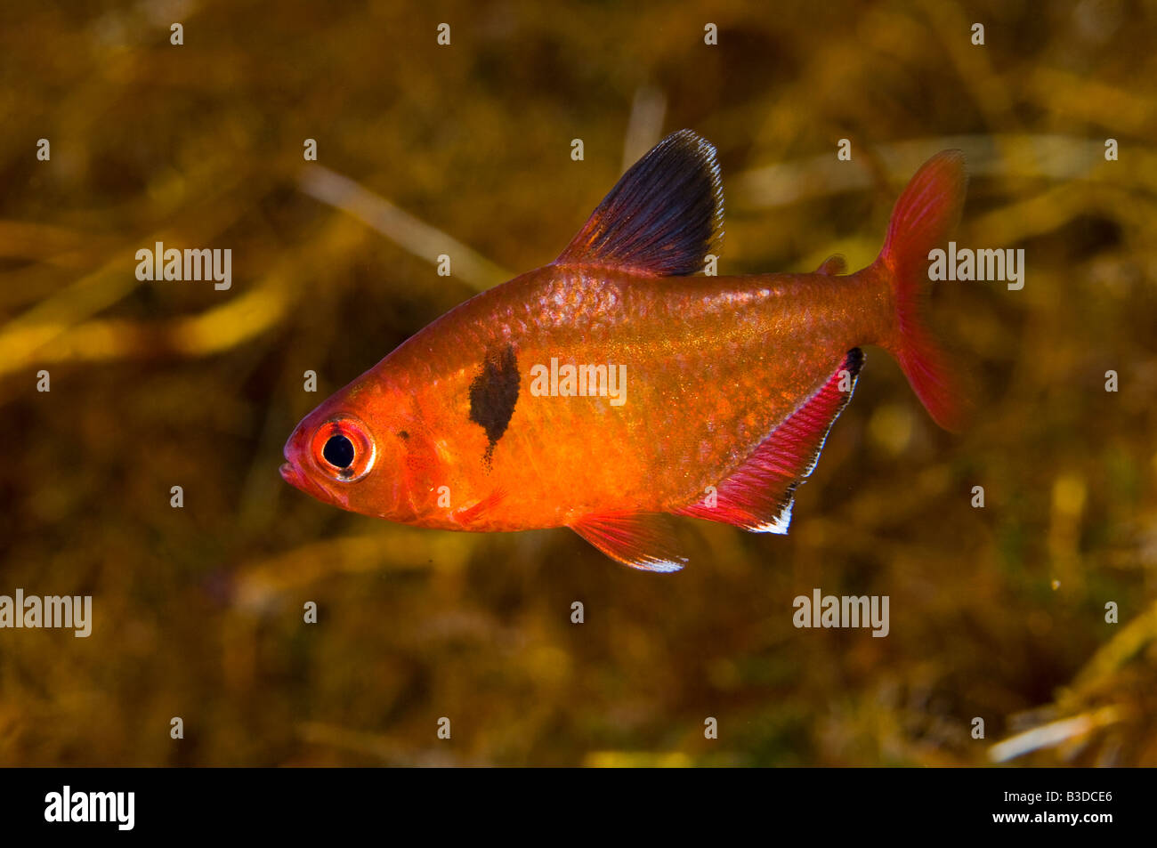 Serpae Tetra Hyphessobrycon eques photographed in a clear water spring in Bonito, Mato Grosso do Sul Stock Photo