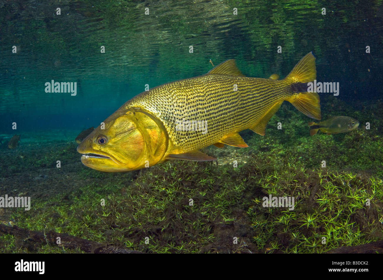 Dourado Salminus brasiliensis is a large predatory gamefish found in Central and Western Brazil in freshwater rivers. Stock Photo