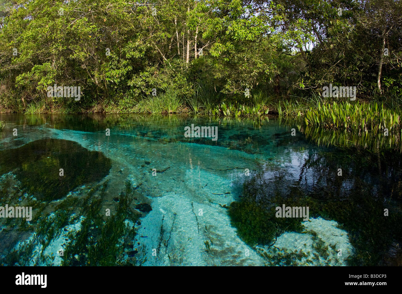 Crystal clear river in a region of Mato Grosso do Sul, Brazil Stock Photo