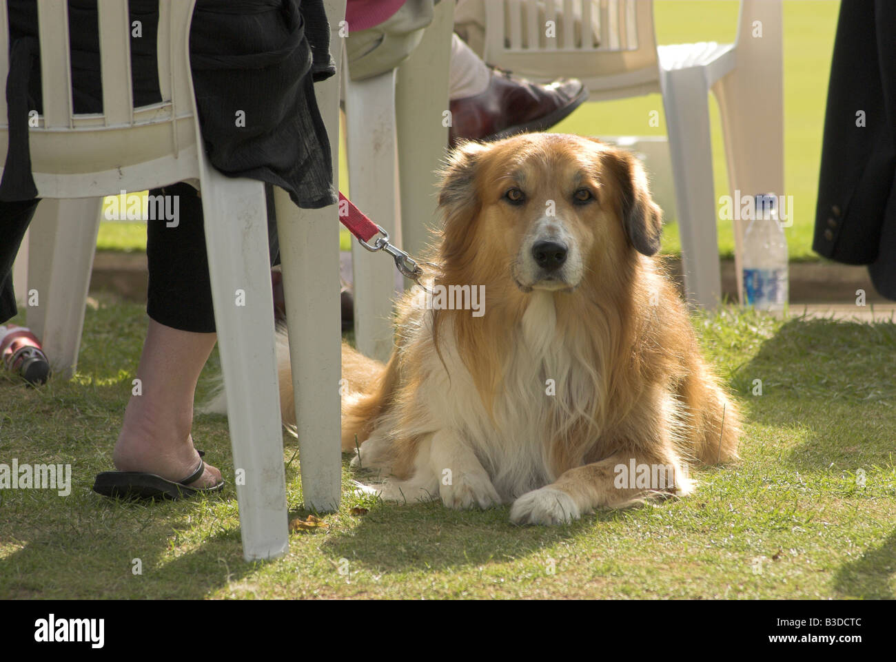 A dog waits patiently amongst the crowd Stock Photo - Alamy