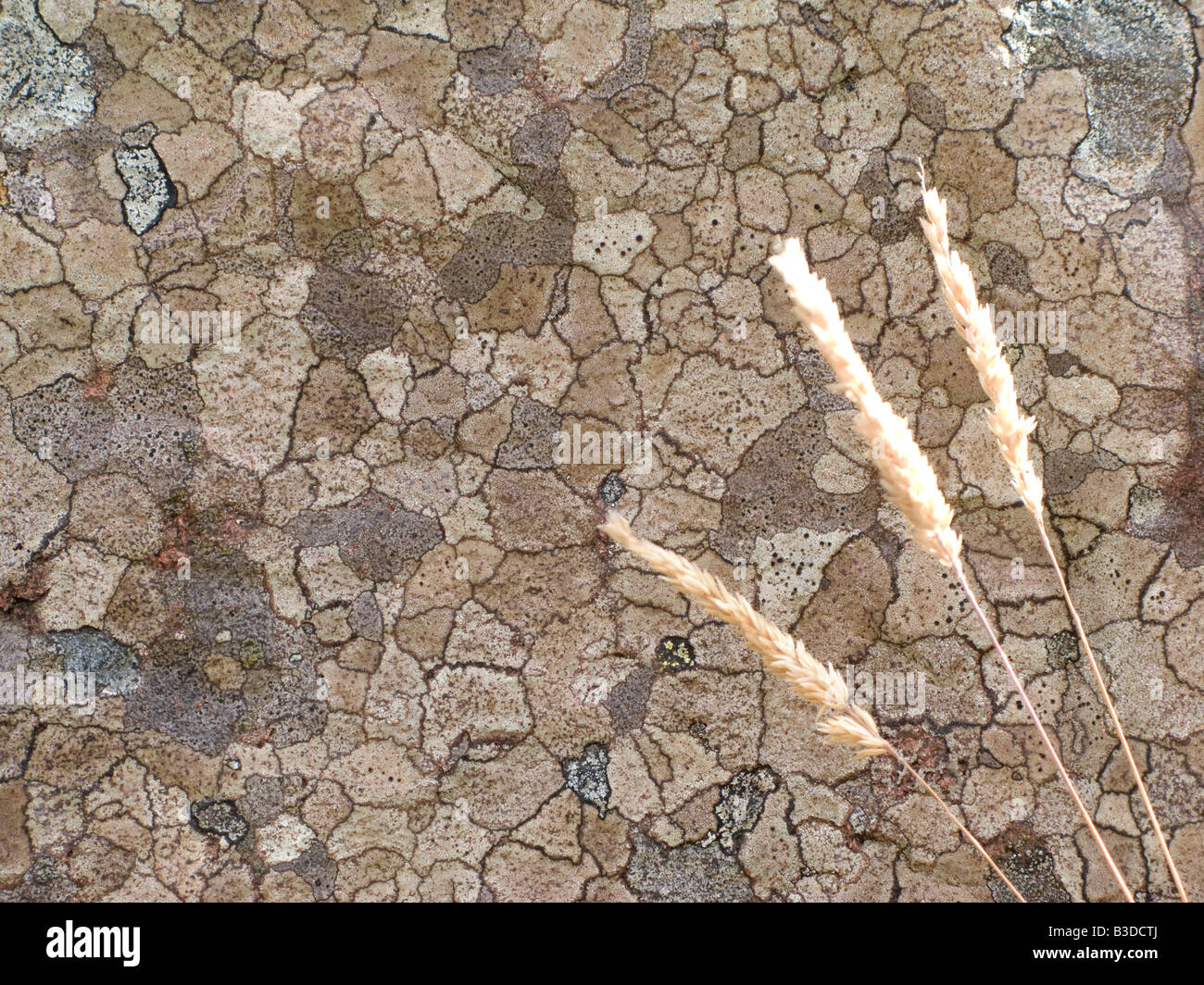 Llichen on a rock, with grass in front to give scale Stock Photo