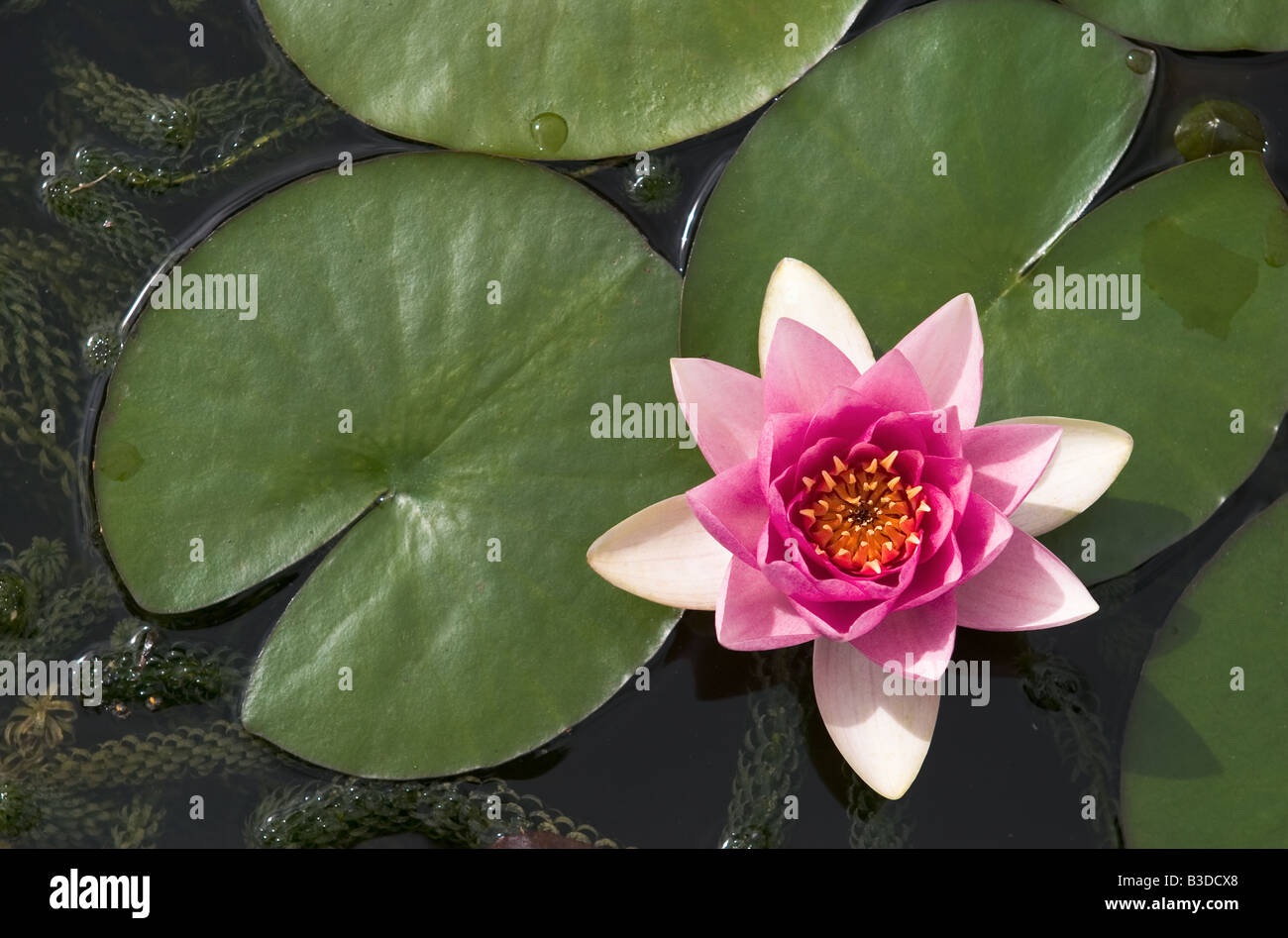 Pink Water Lilly Flower Stock Photo