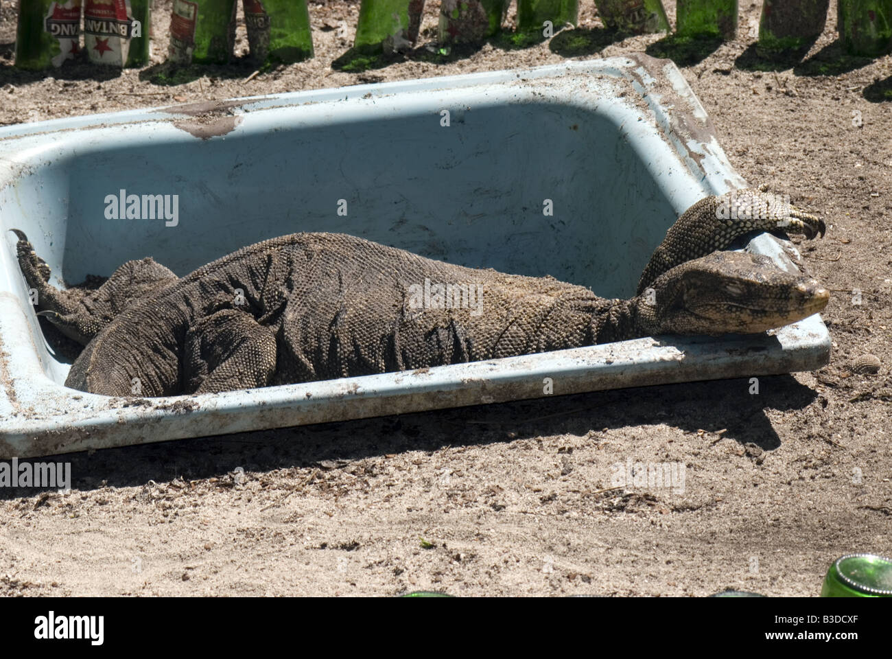 Monitor Lizard sitting in a tub to warm up in the sun Stock Photo