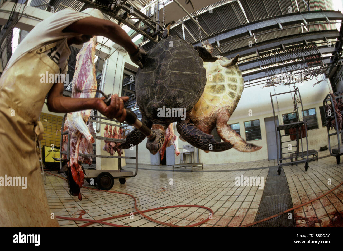 Tortue Turtle Abattoir De Tortues Slaughter Of Turtles Green Sea Turtles Chelonia Mydas Turtles Are Raised For Their Meat Tortue Stock Photo Alamy