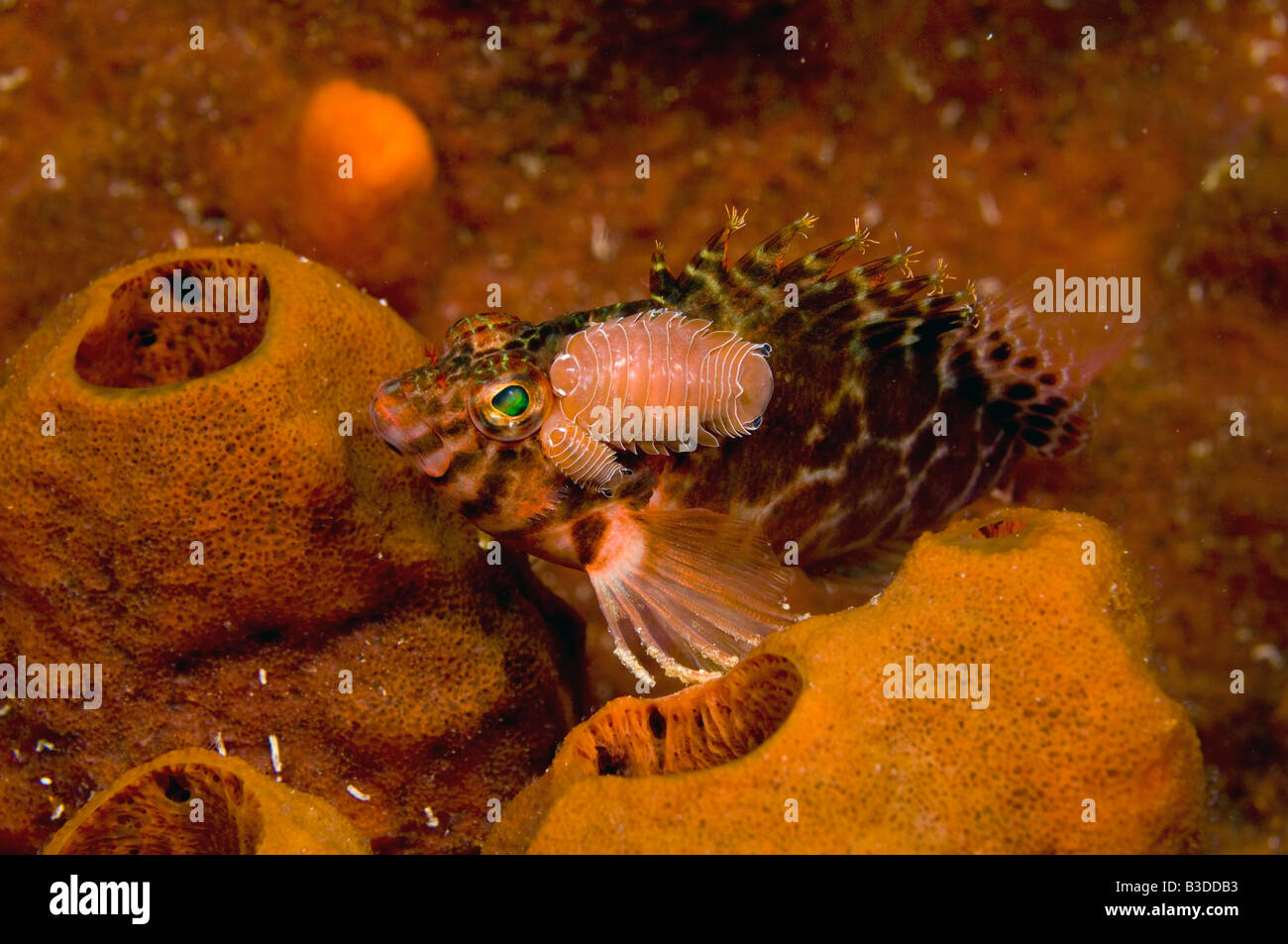 Threadfih Hawkfish Cirrhitichthys aprinus with two parasitic copepods in Komodo National Park Indonesia Stock Photo