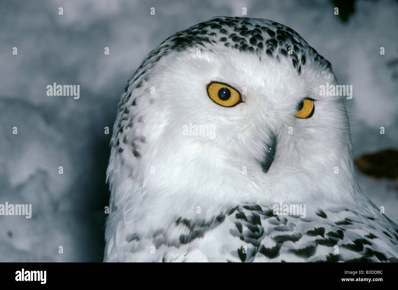 Snowy Owl Nyctea Scandia Sitting On The Snow Harfang Des Neiges Portrait Arctic Arctic Owl Arktis Aves Bubo Scandiacus Chouette Stock Photo Alamy Snowy Owl Nyctea Scandia Sitting On The Snow Harfang Des Neiges Portrait Arctic Arctic Owl Arktis Aves Bubo Scandiacus Chouette Stock Photo Alamy