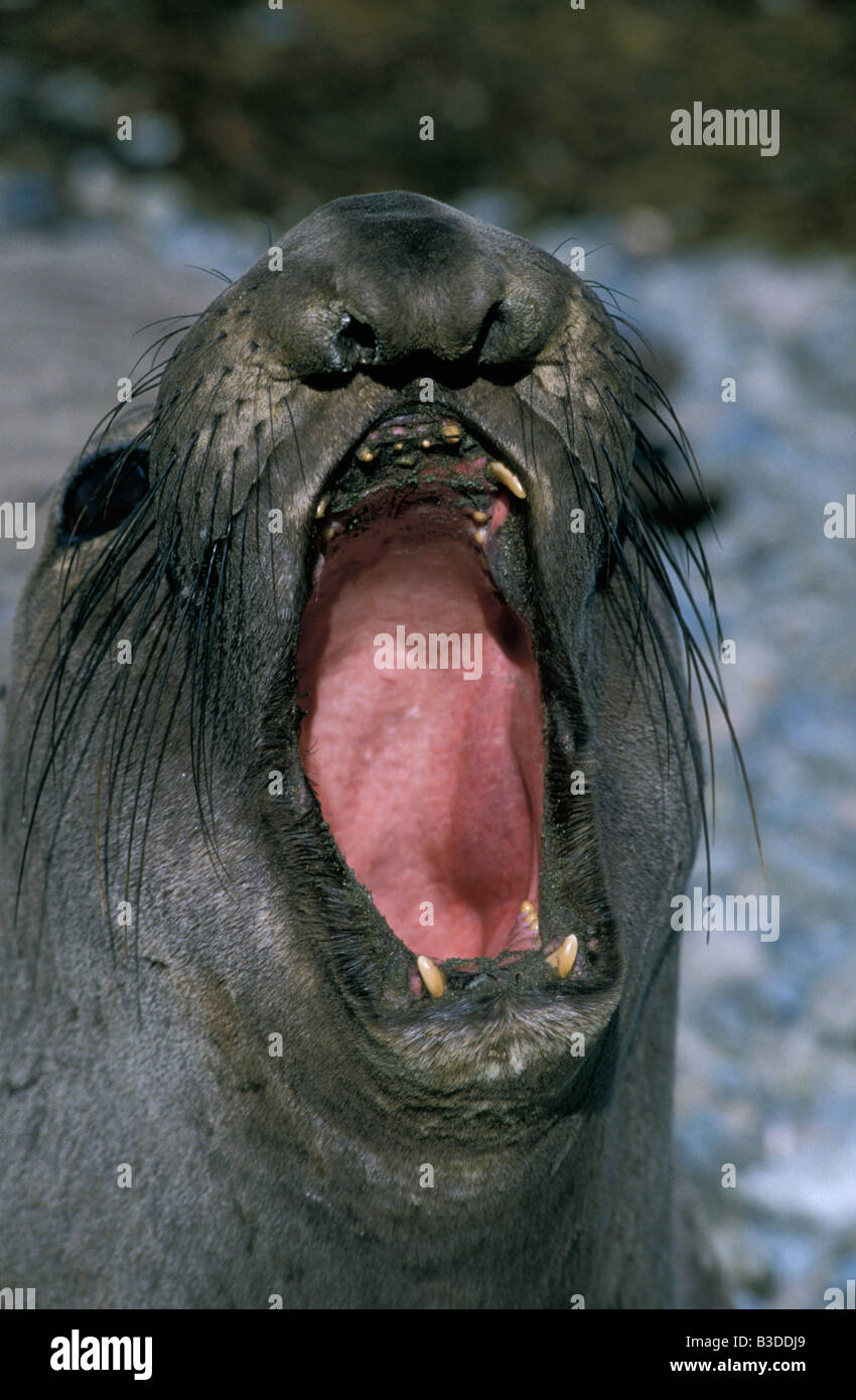 elephant de mer Elephant Seal Mirounga angustirostris in challenging pose aggressive San Miguel Island California USA aggressio Stock Photo