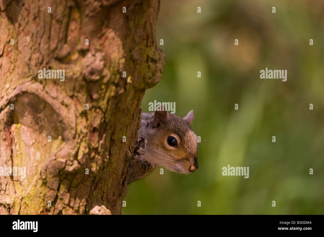 Gray squirrel Sciurus, carolinensis, peeping around tree trunk in woodland Lancashire Stock Photo