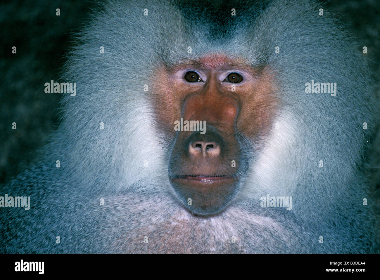 Mantelpavian Hamadryas Baboon Papio hamadryas close up male portrait Affen animals apes Gesicht Kopf Kopfportraet mammals Mantel Stock Photo