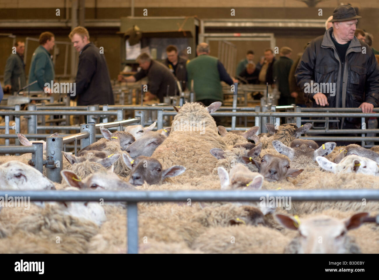 Farmers auction sheep pens hi-res stock photography and images - Alamy