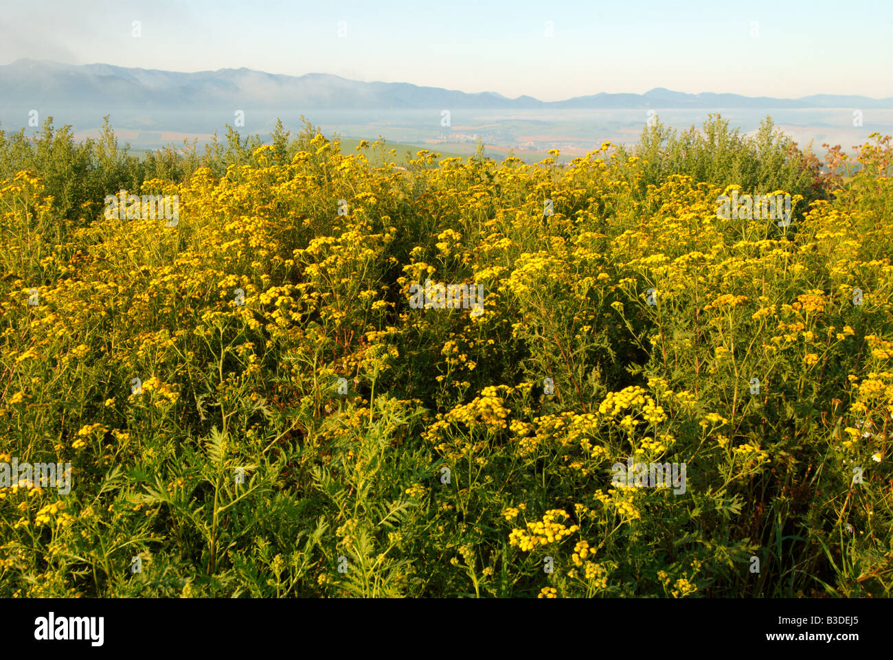 Field wild flowers on sunset hi-res stock photography and images - Alamy