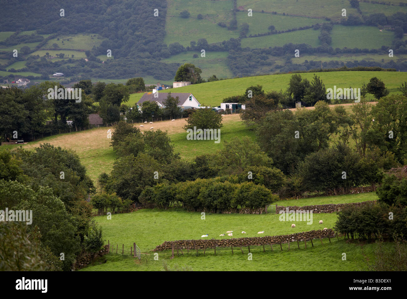 rural hill sheep farm in glens of county antrim near carnlough northern