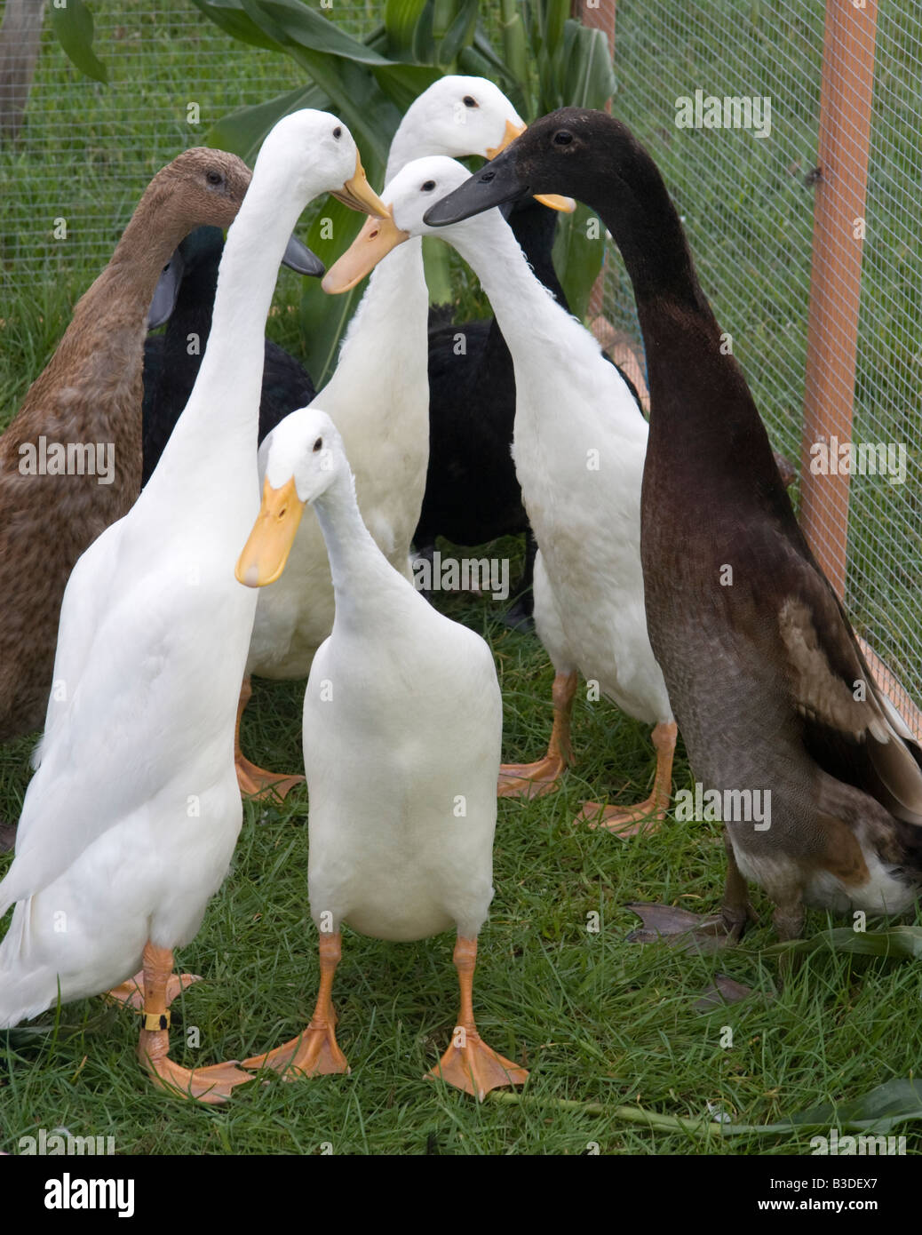 Indian Running Ducks, Cranleigh Show, 2008 Stock Photo Alamy