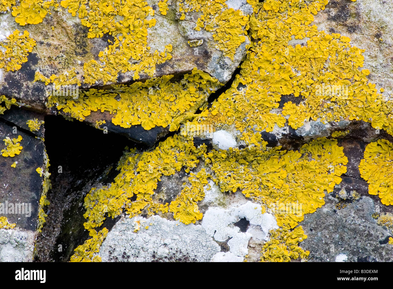 Lichen - Caloplaca marina Stock Photo