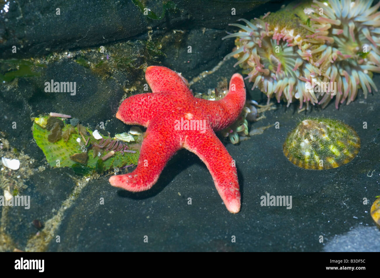 Blood star Henricia sanguinolenta with limpet and anemones in tidepool at low tide Stock Photo
