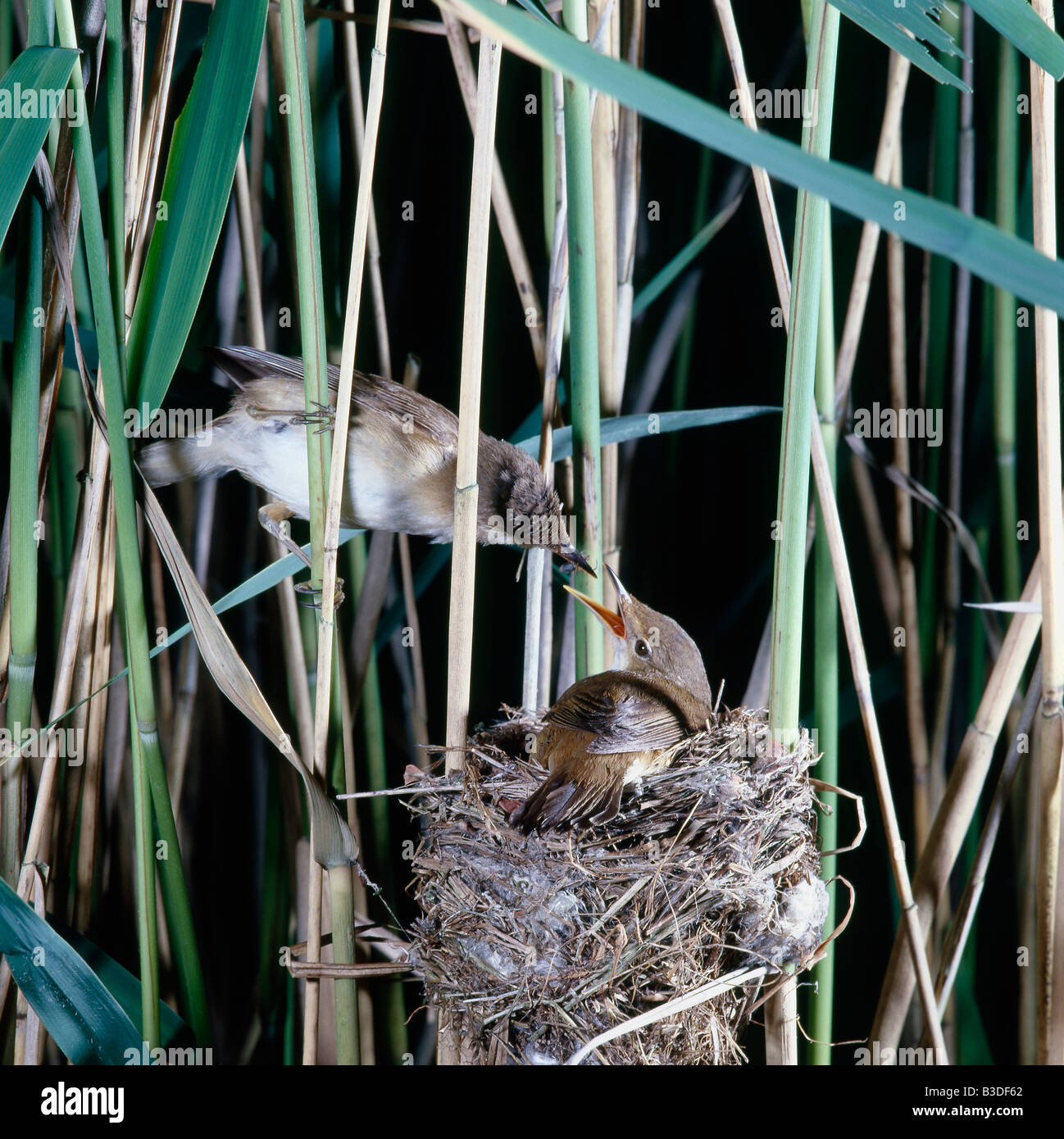 Rousserolle effarvatte Acrocephalus scirpaceus Eurasian reed warbler incubating in a reed bed France male and female Adult Adult Stock Photo