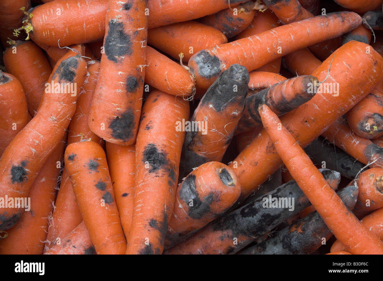 Mouldy carrots Stock Photo 19351652 Alamy