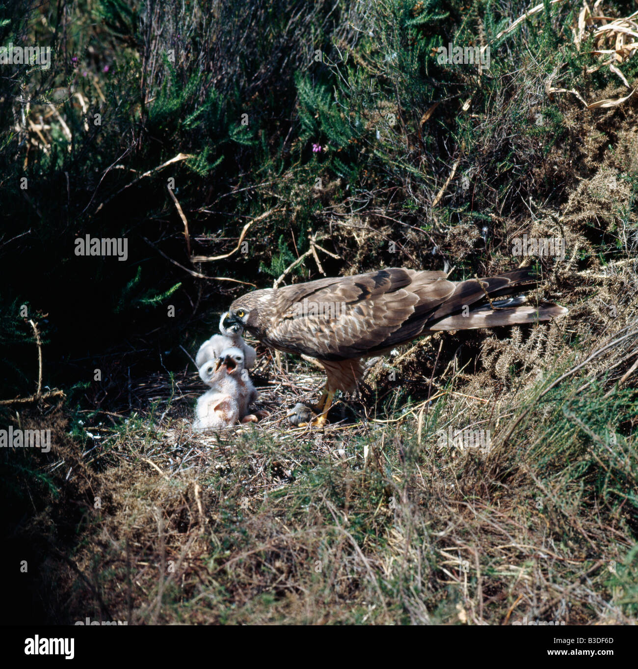 Montagus Harrier Circus pygargus with chicks at nest Busard cendre france Africa Afrika Asia Asien Aves Brutpflege Busard cendre Stock Photo