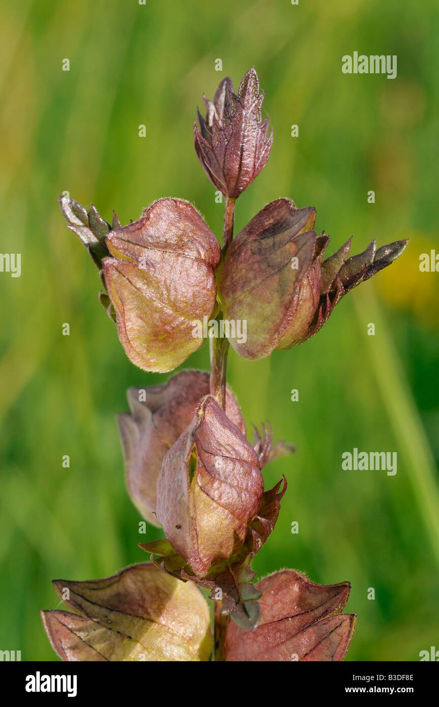 Yellow Rattle Rhinanthus minor Seed pods or Rattles Stock Photo - Alamy