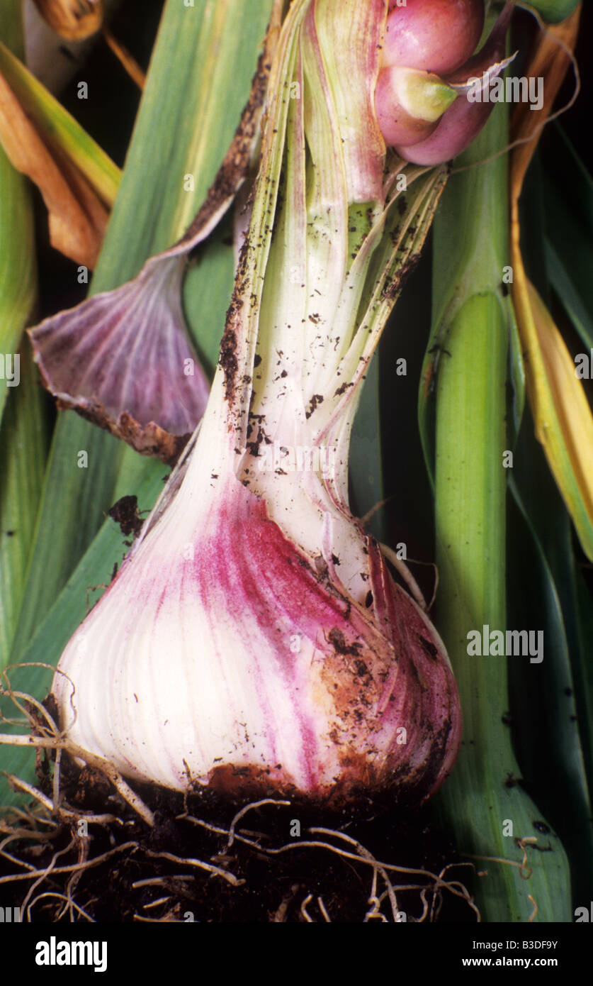 Garlic Germidor plant root vegetable flavour flavouring culinary