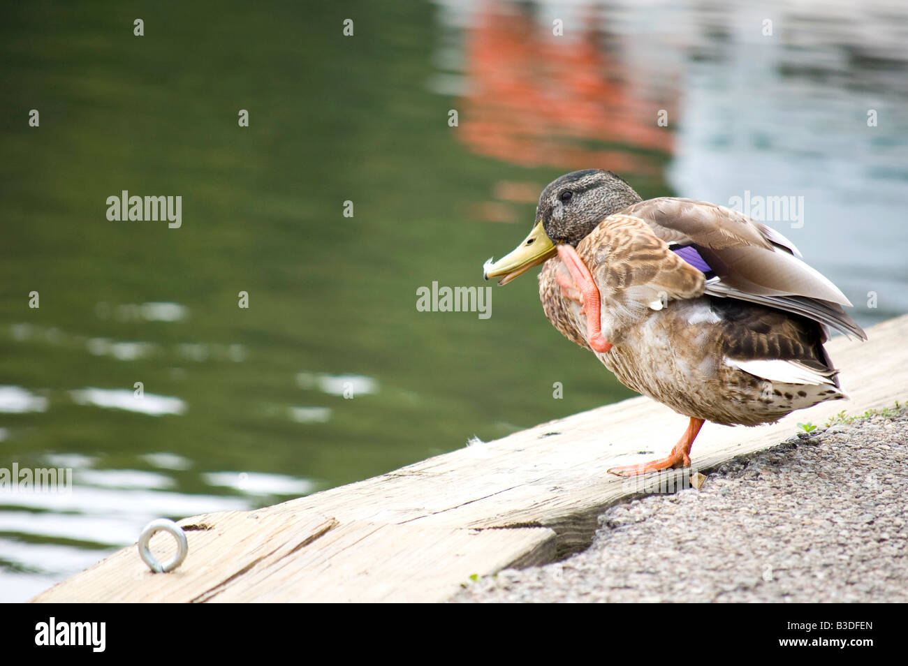 American Black Duck scratching itself while balancing on one leg Stock