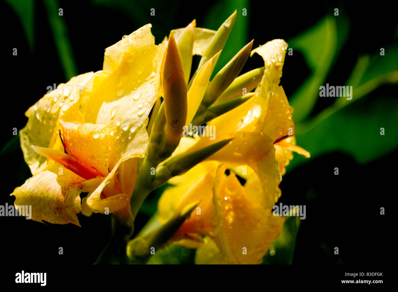 A beautiful exotic yellow flower against a black background Stock Photo