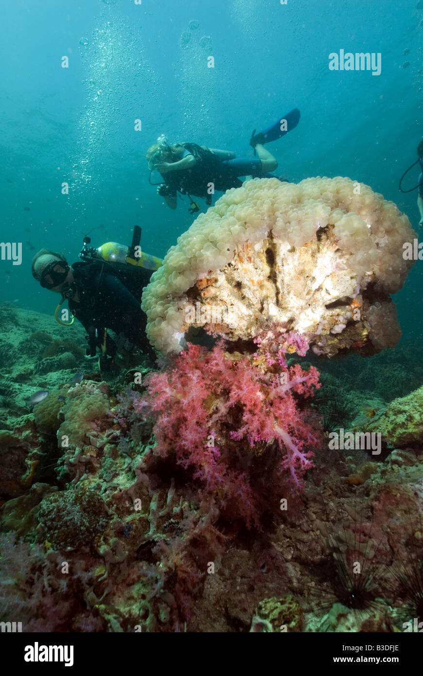 Young girl student and diving instructor diving over coral reef under water Stock Photo