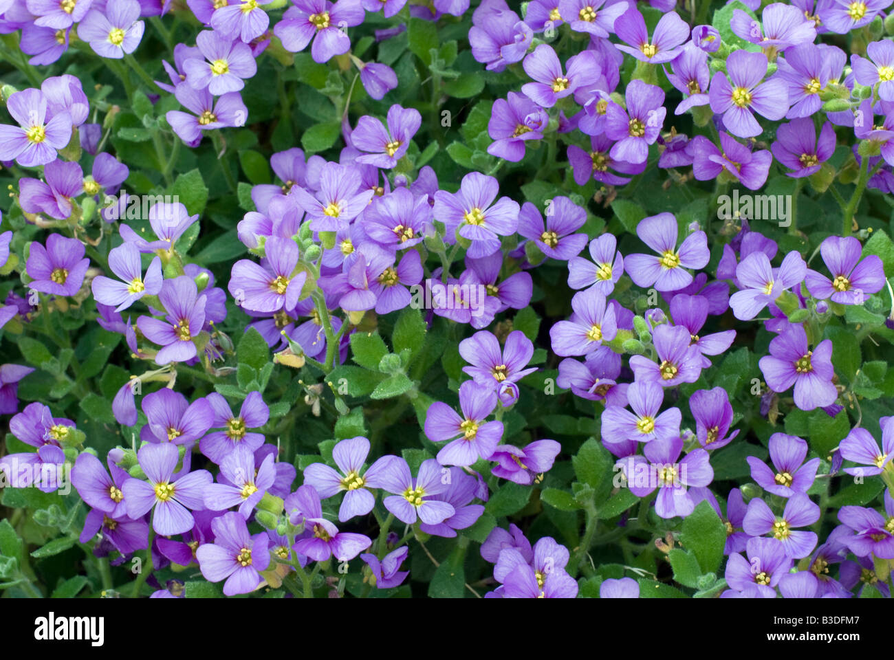 Spring flowering Aubretia Stock Photo
