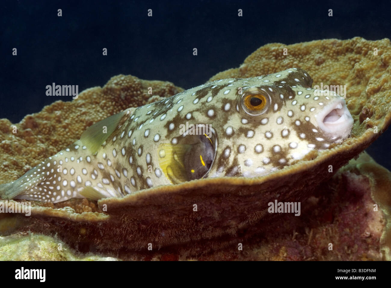Pufferfish sitting in a vase coral under water Stock Photo