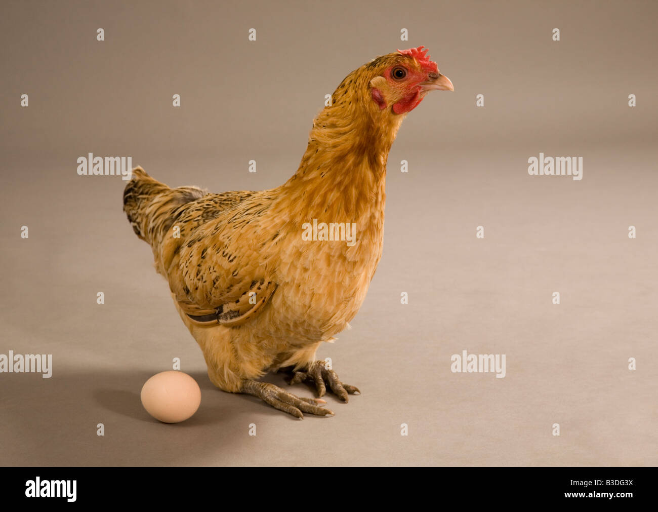 Hen with an egg in a studio Stock Photo