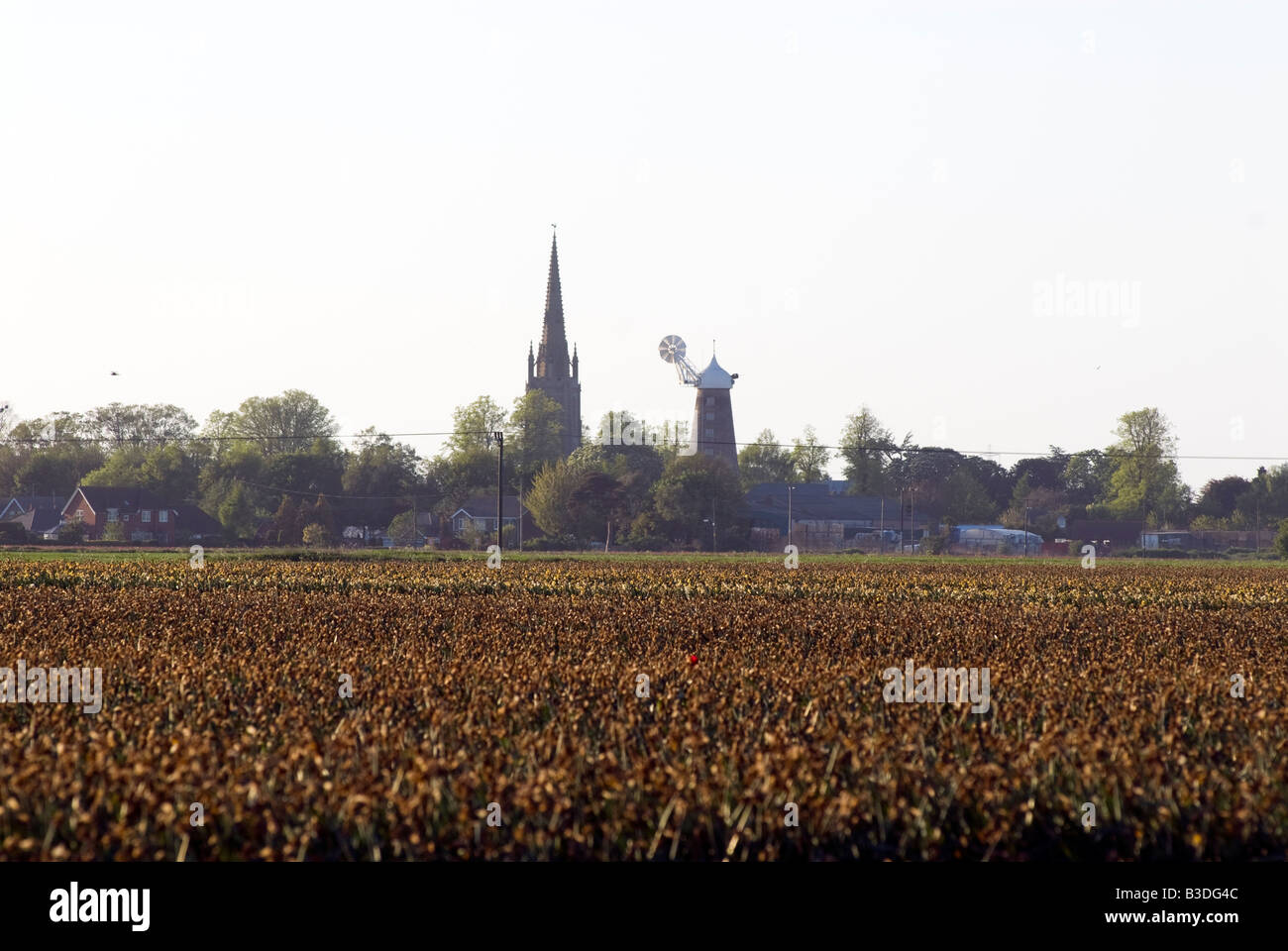 Dying daffodil and tulip flowers in fields at Moulton in Lincolnshire Great Britain Stock Photo